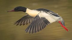 Gänsesäger im Flug