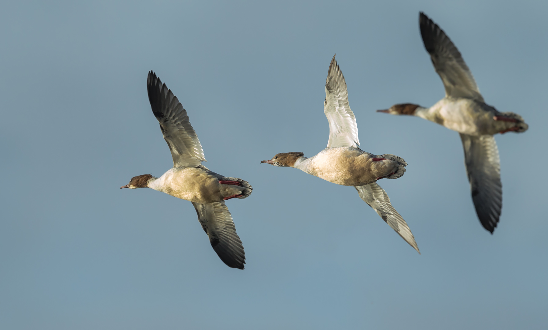 Gänsesäger im Flug