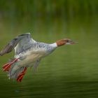 Gänsesäger im Flug