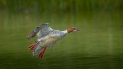 Gänsesäger im Flug