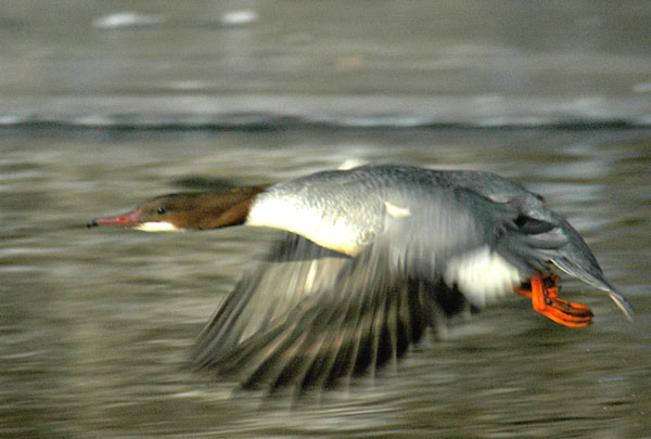 Gänsesäger im Flug