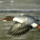 Gänsesäger im Flug