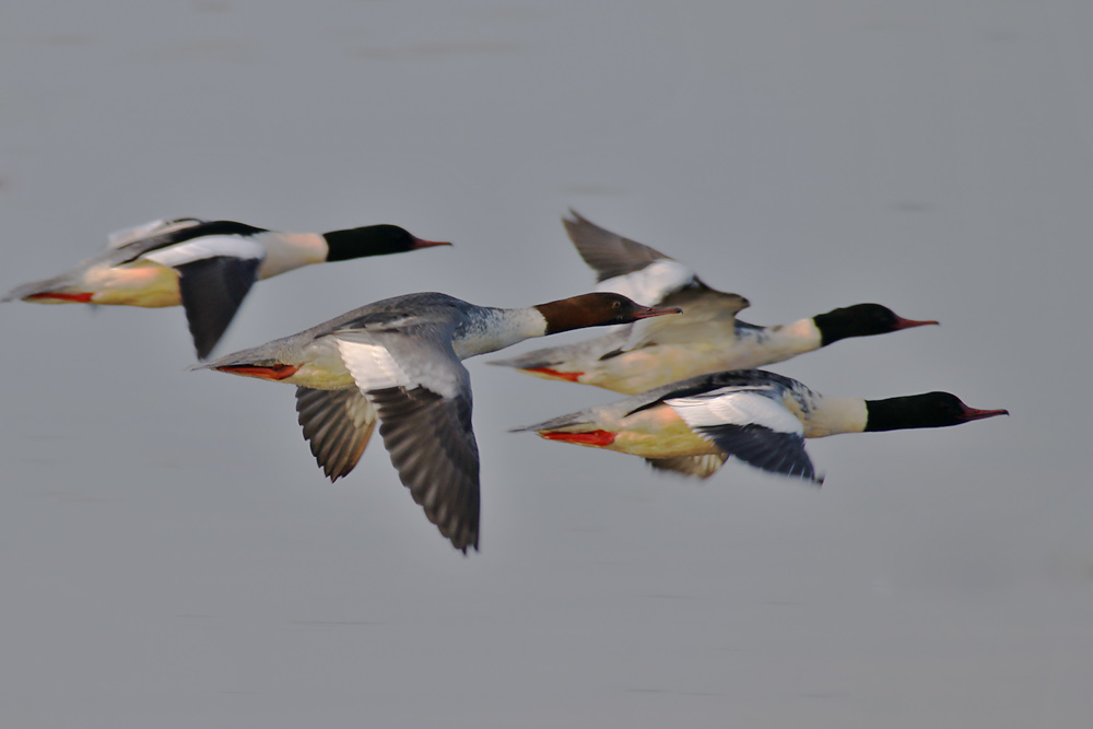 Gänsesäger im Flug