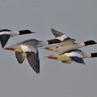 Gänsesäger im Flug