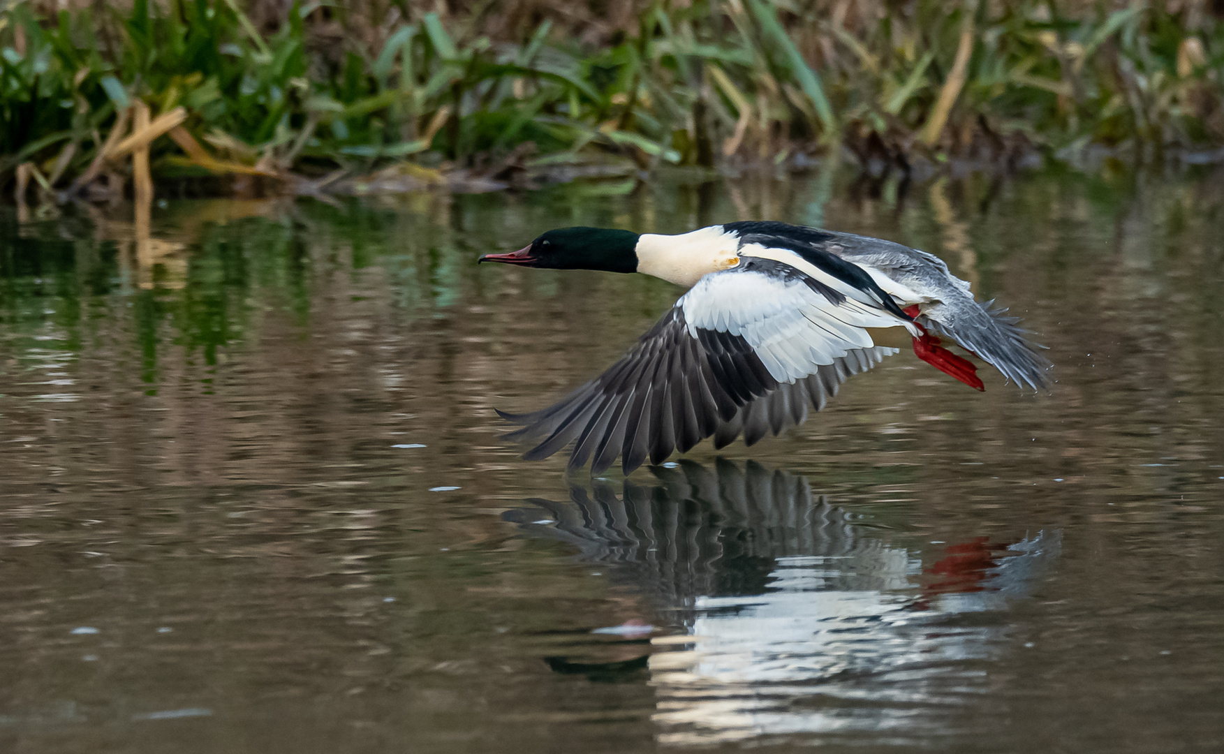 Gänsesäger im Flug