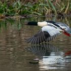 Gänsesäger im Flug