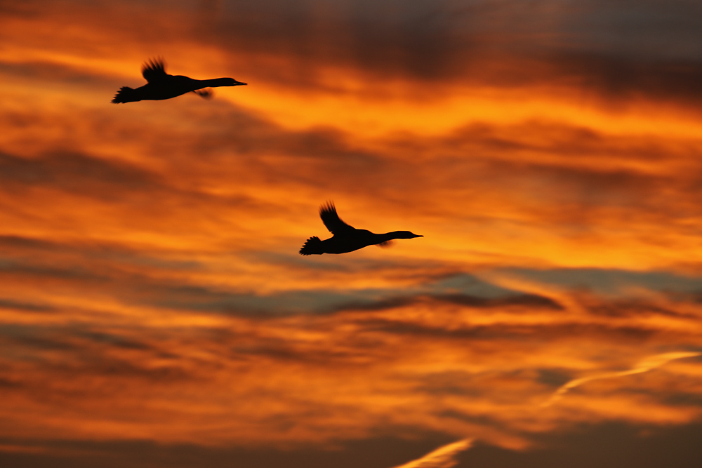 Gänsesäger im Flug kurz vor dem Sonnenaufgang