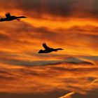 Gänsesäger im Flug kurz vor dem Sonnenaufgang