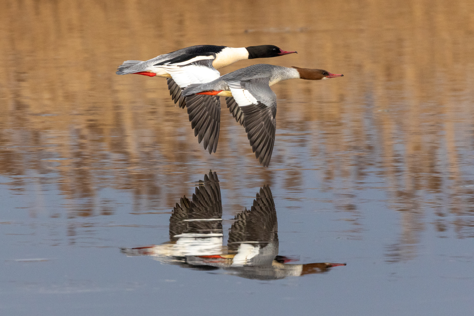 Gänsesäger im Formationsflug 2