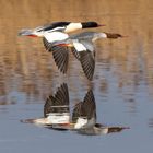 Gänsesäger im Formationsflug 2