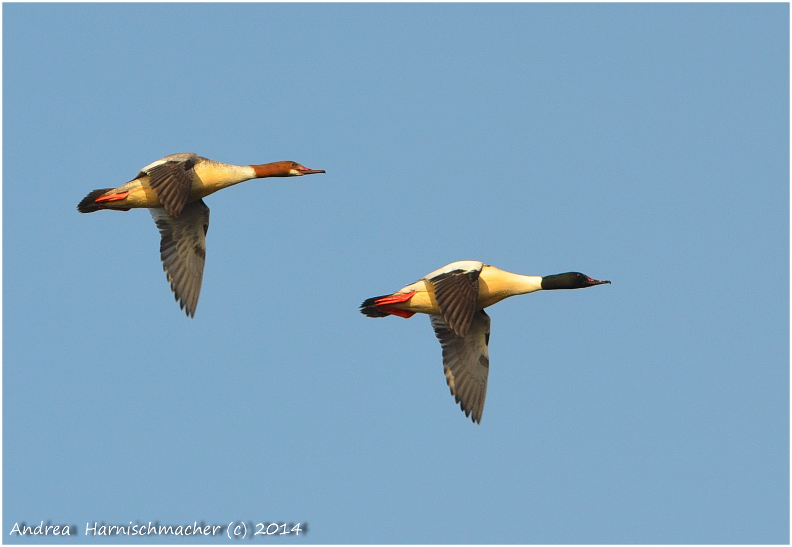 Gänsesäger im Formationsflug