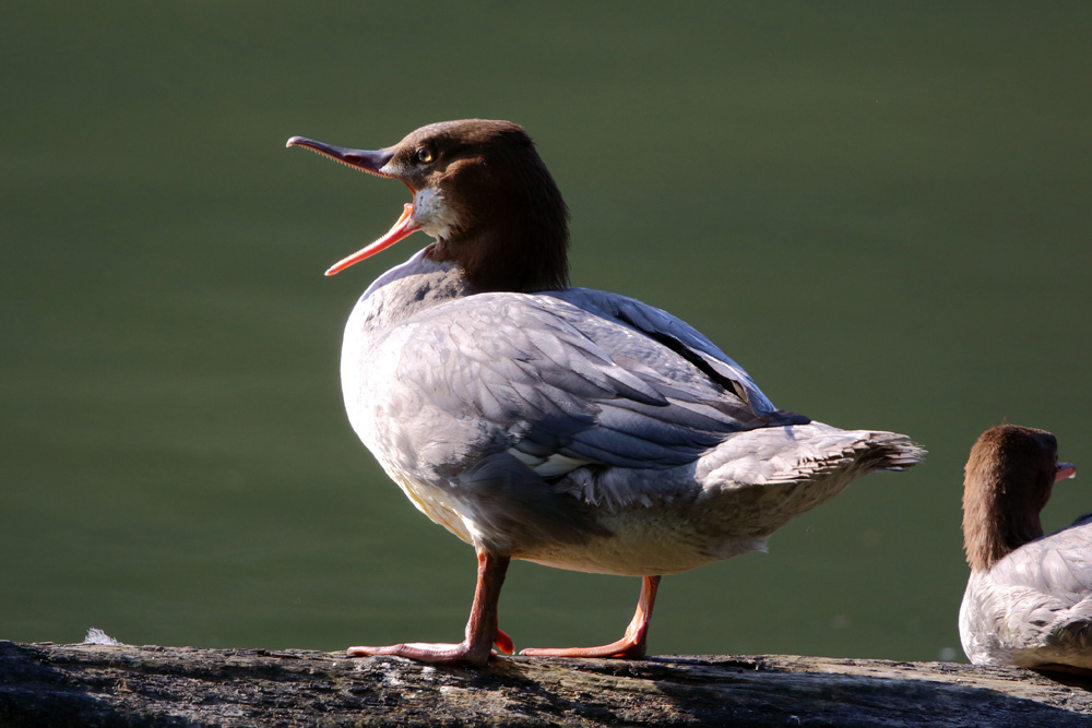 Gänsesäger im Gegenlicht