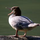 Gänsesäger im Gegenlicht