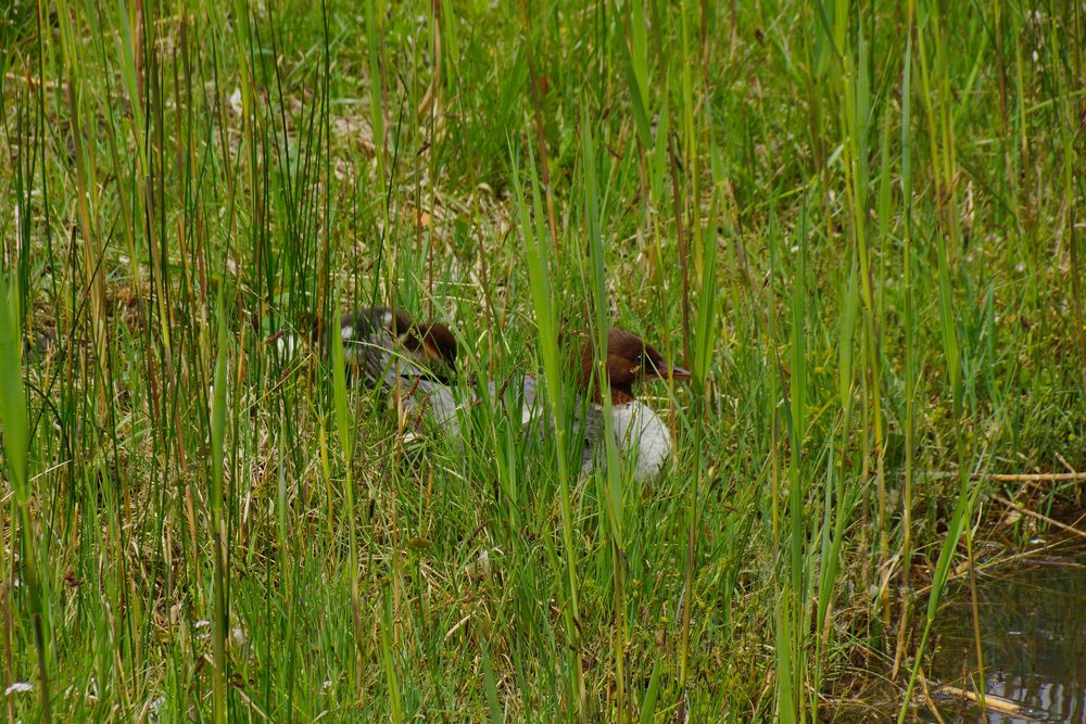 Gänsesäger im Gras