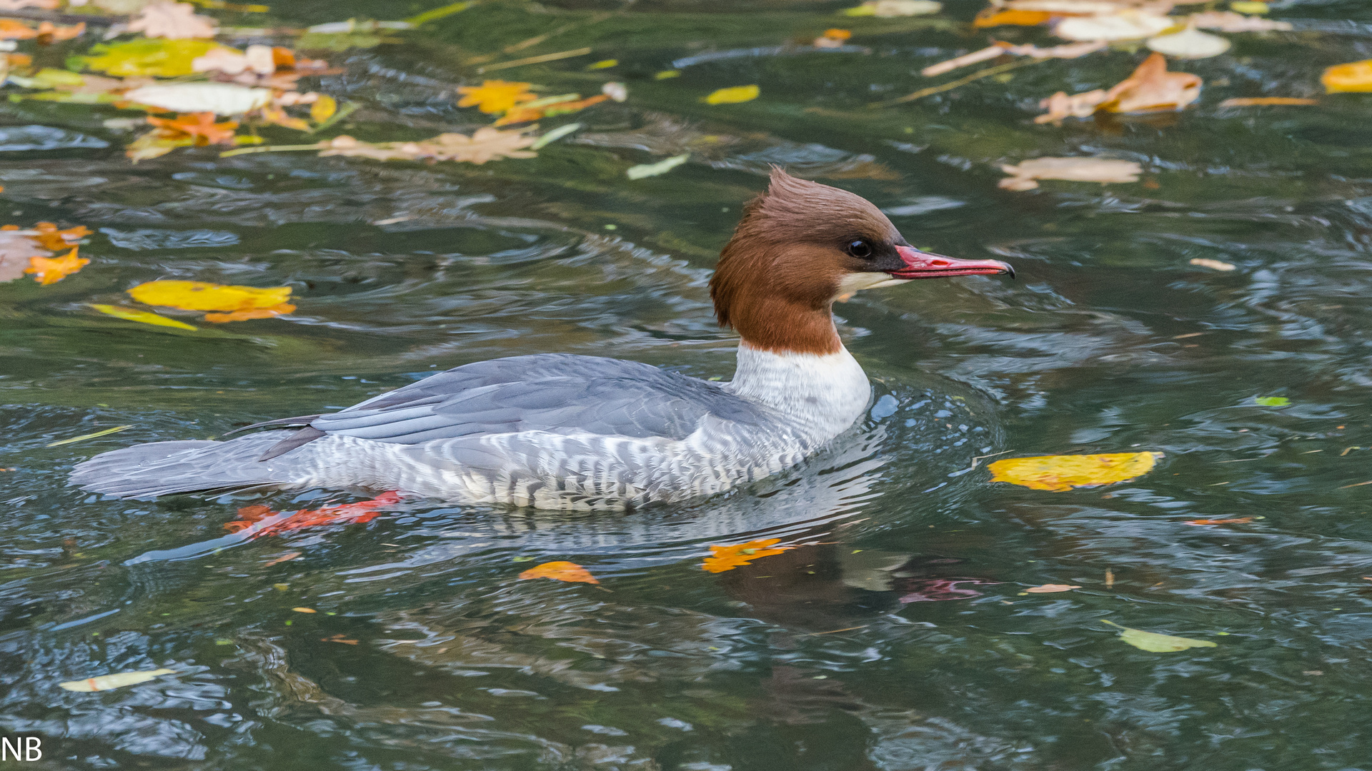 "Gänsesäger im Herbstwasser 2023"