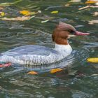 "Gänsesäger im Herbstwasser 2023"