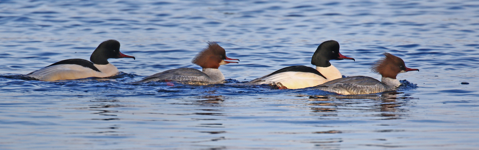 Gänsesäger im Quartett