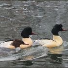 Gänsesäger im Schneetreiben