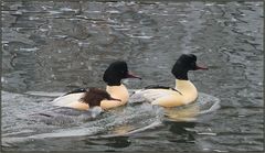 Gänsesäger im Schneetreiben