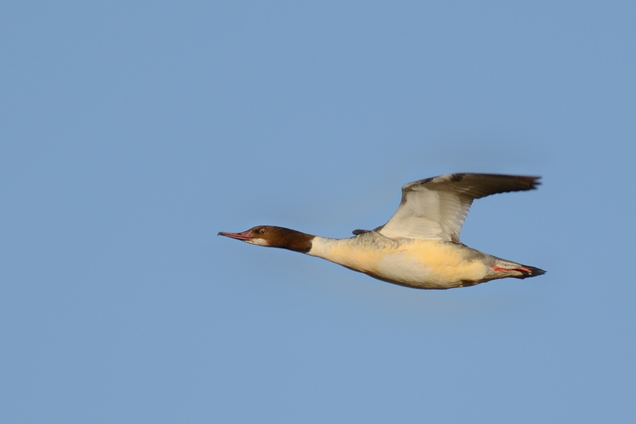 Gänsesäger im schnellen Vorbeiflug