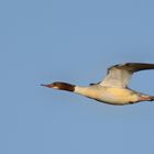 Gänsesäger im schnellen Vorbeiflug