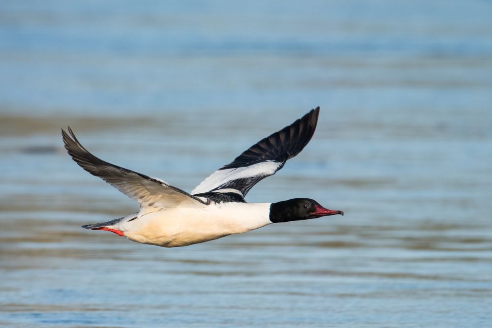 Gänsesäger im Tiefflug