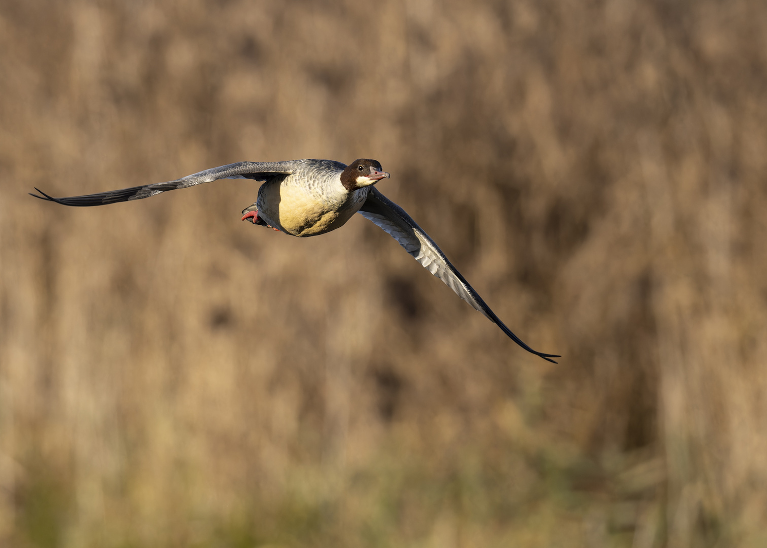 Gänsesäger im Vorbeiflug