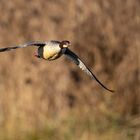 Gänsesäger im Vorbeiflug