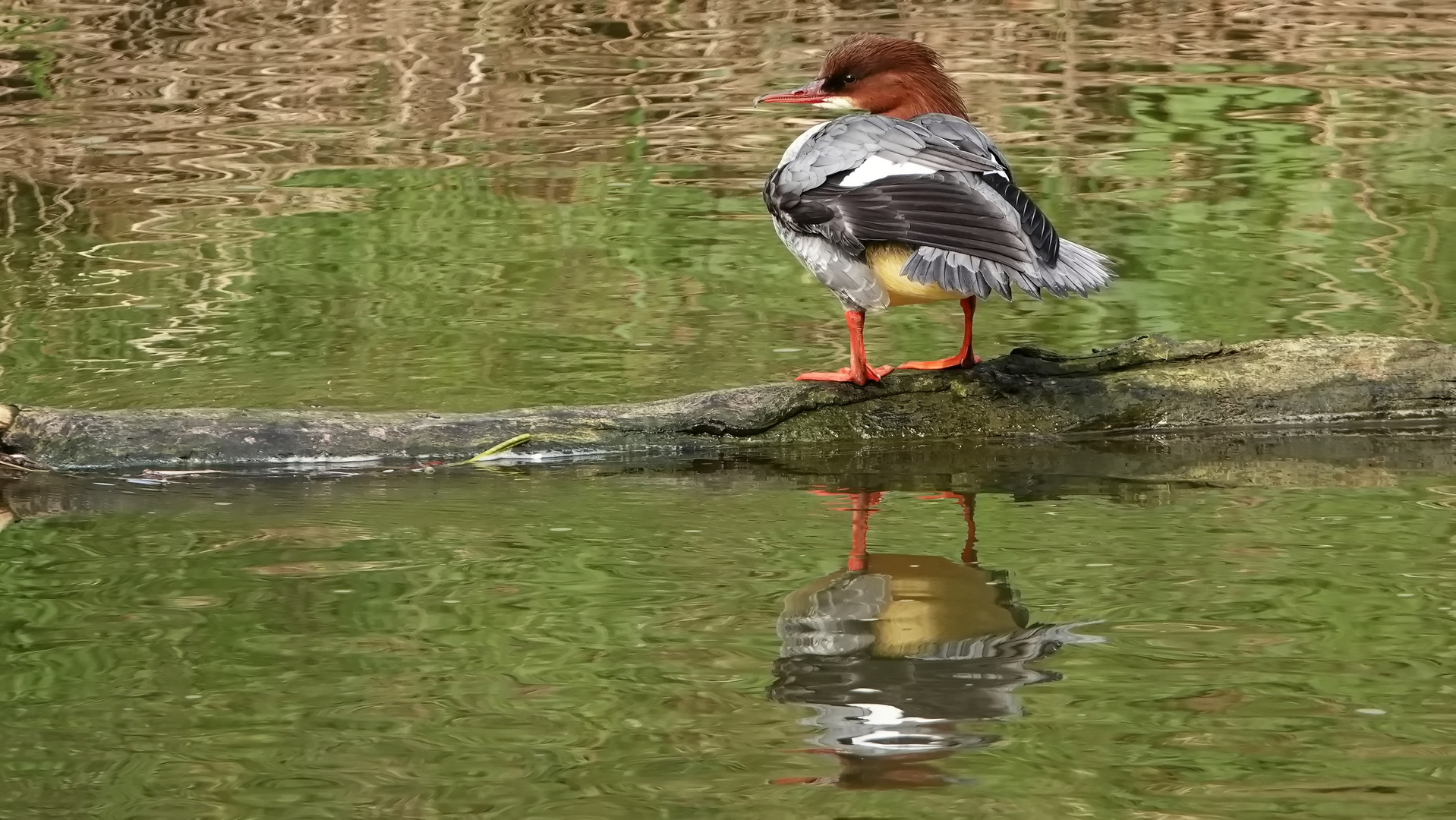 Gänsesäger  in der Crailsheimer Jagst