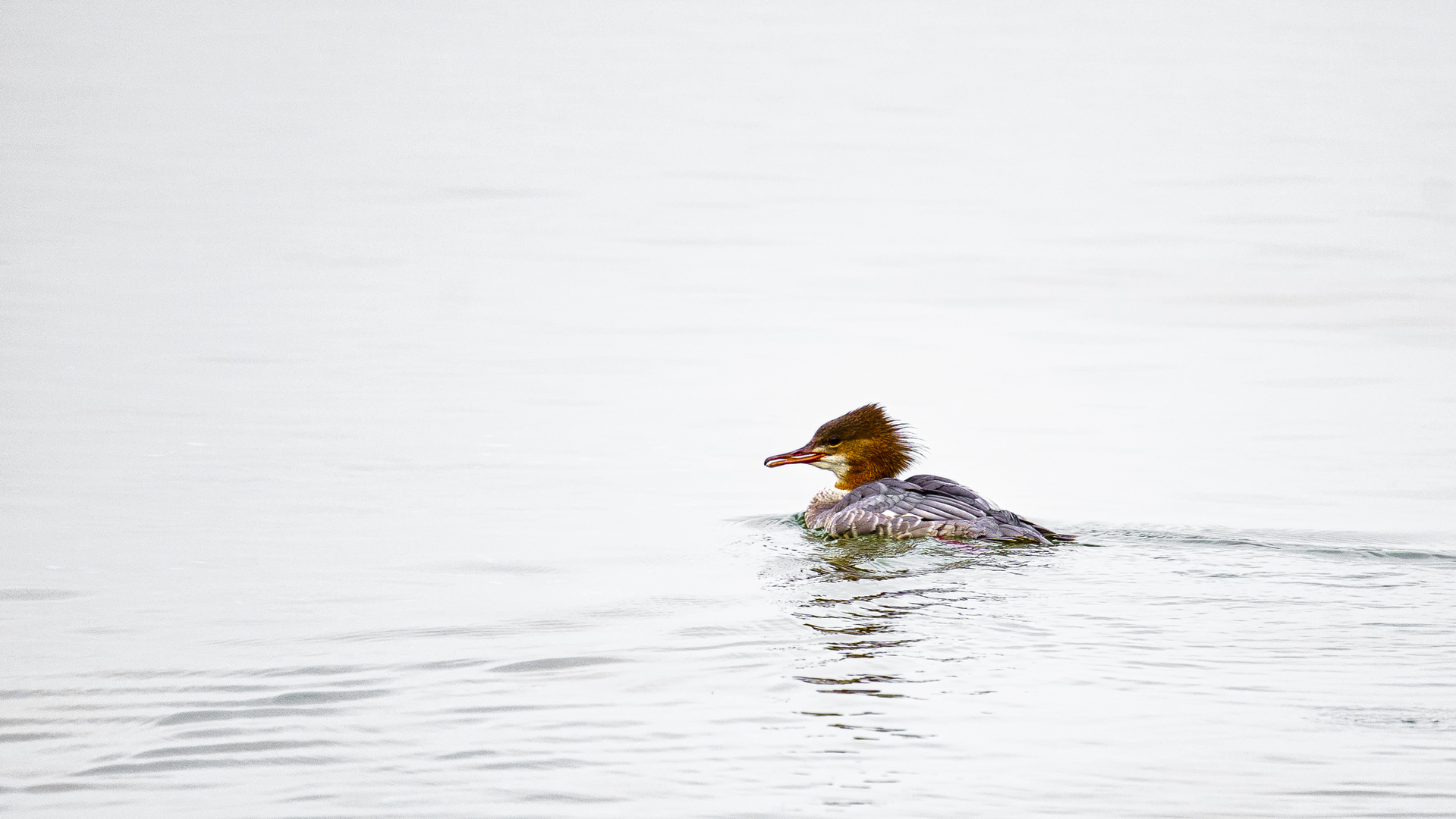 Gänsesäger in der Geltinger Birk, 2020.09.21.