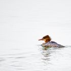 Gänsesäger in der Geltinger Birk, 2020.09.21.