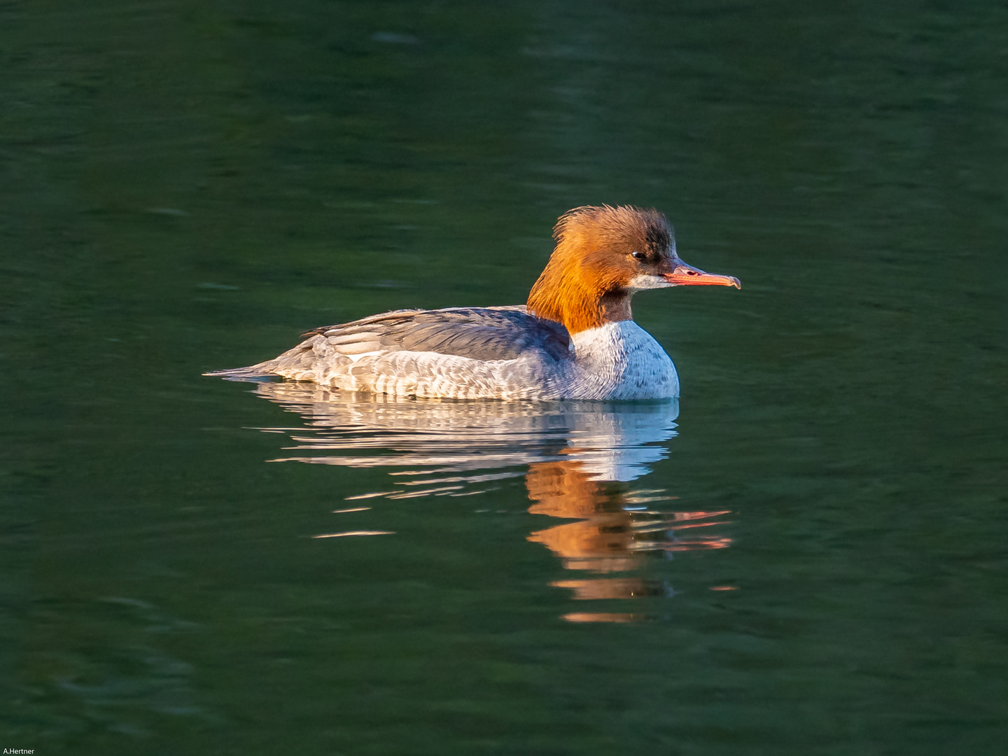 Gänsesäger in der Morgensonne