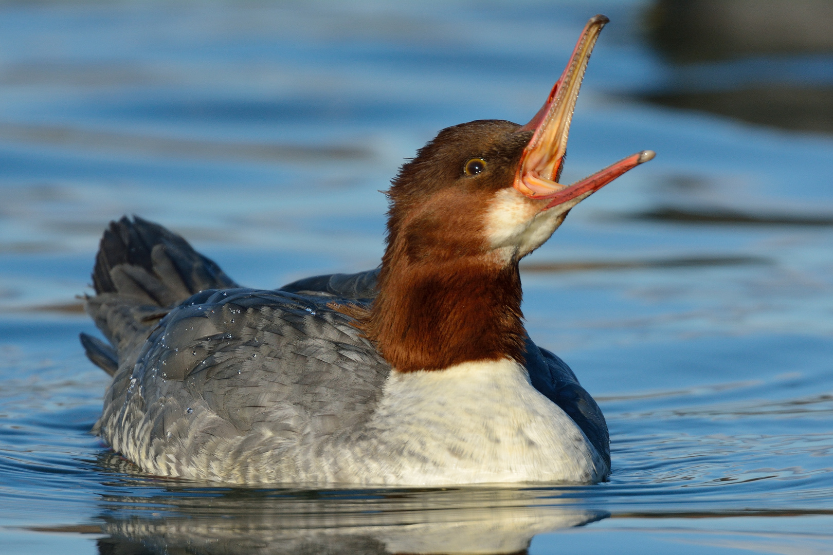 Gänsesäger in der Novembersonne