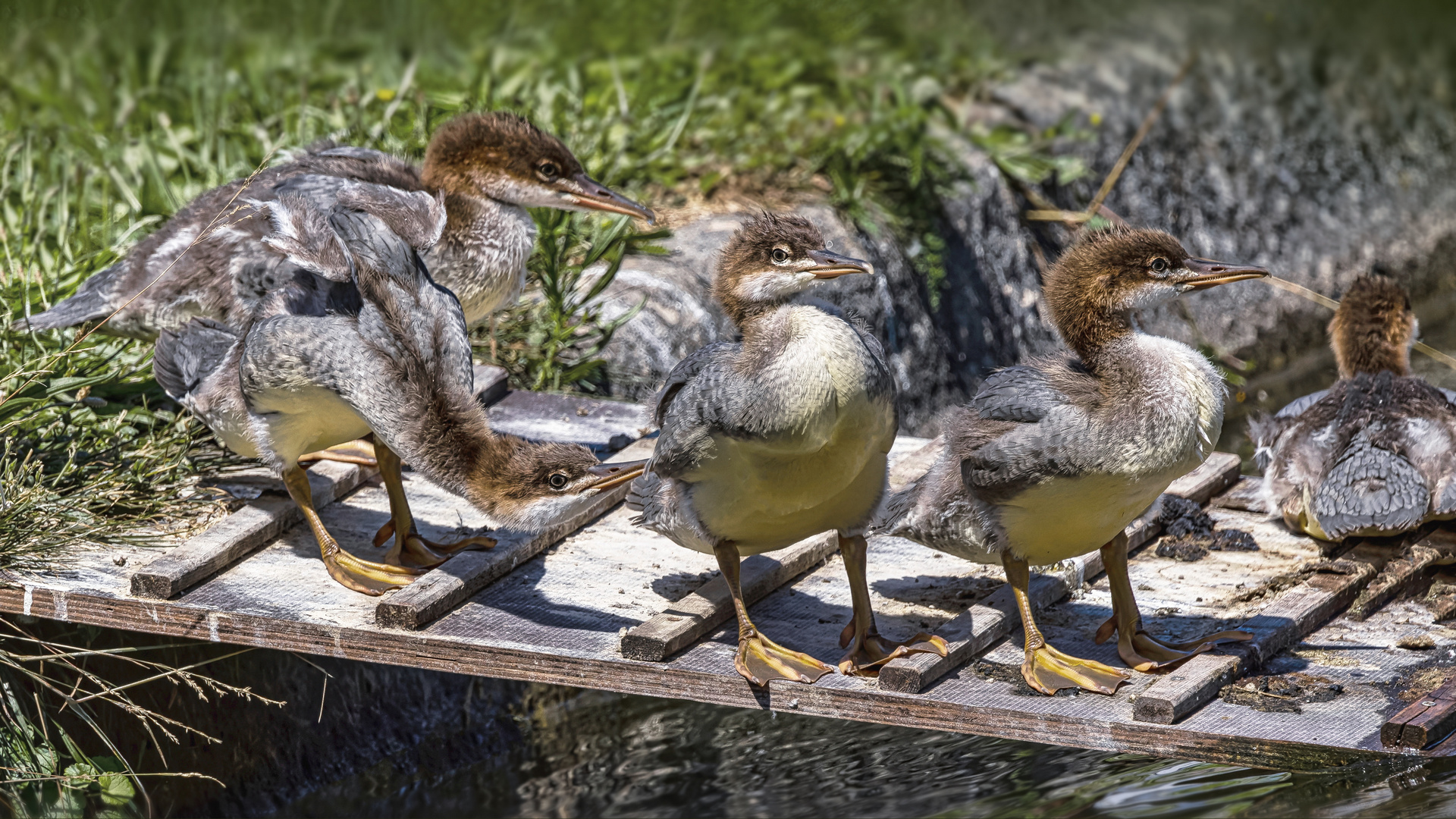 Gänsesäger Jungvögel