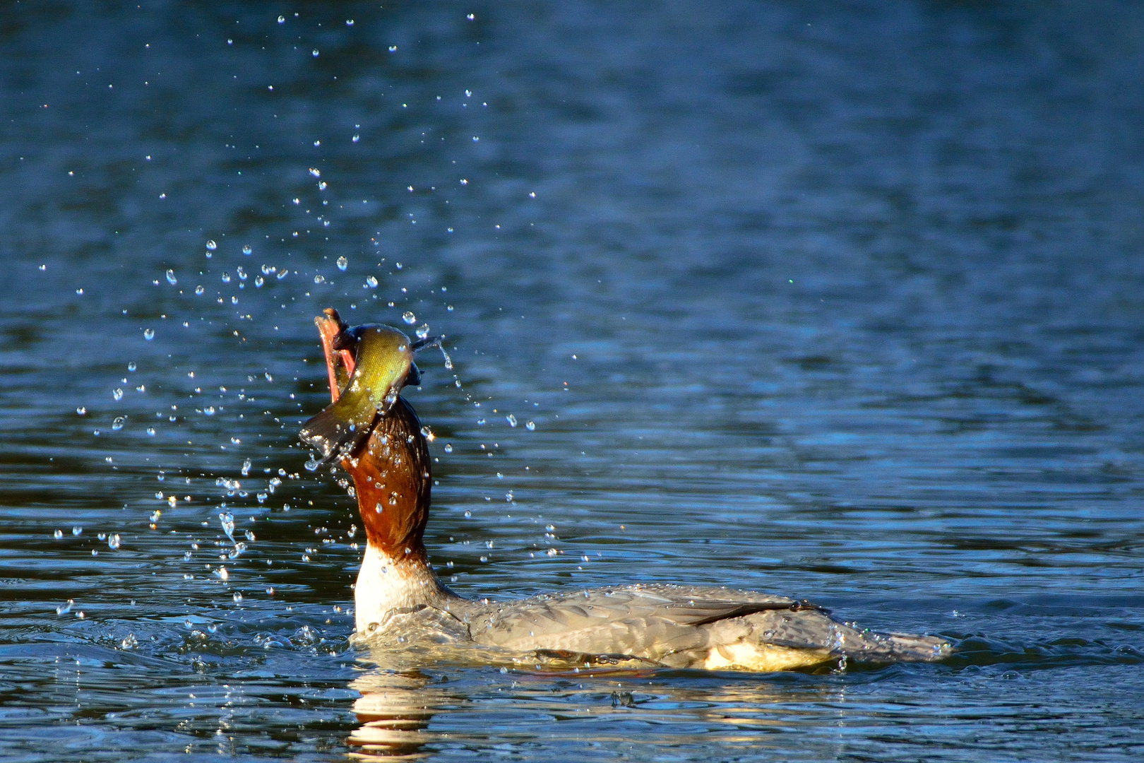 Gänsesäger, Kampf mit dem Fisch