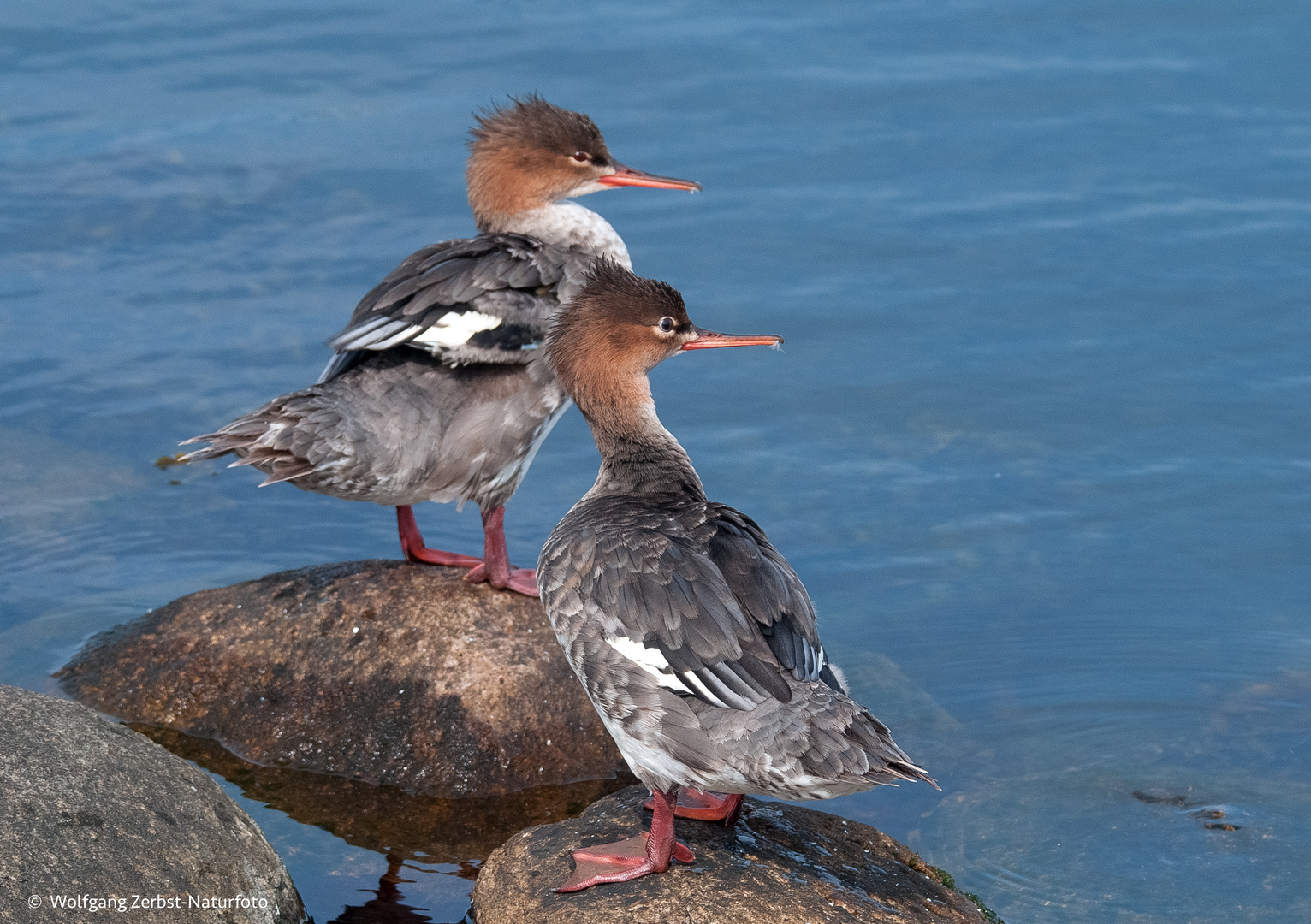 - Gänsesäger Lady -   ( Merkur merganser )