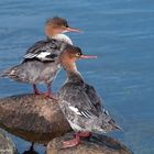 - Gänsesäger Lady -   ( Merkur merganser )