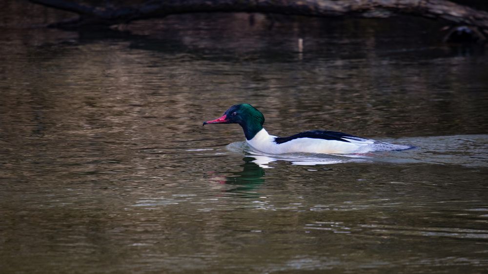 gänsesäger m.