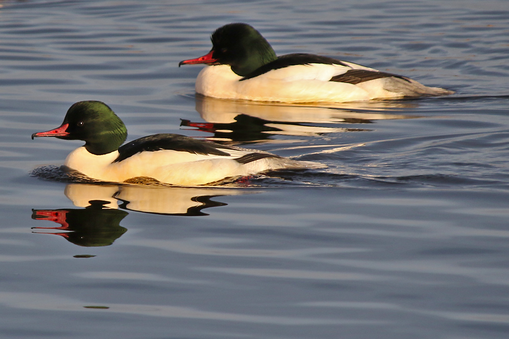 Gänsesäger Bilder: Zeichnen mit Spaß und Fantasie!