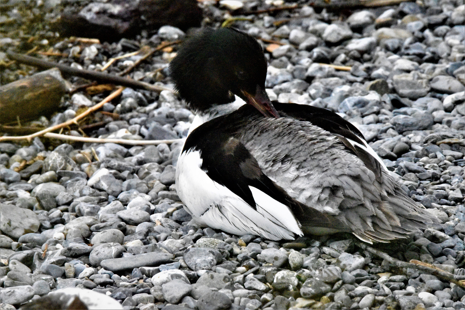 Gänsesäger Männlich (mergus merganser )