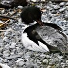 Gänsesäger Männlich (mergus merganser )