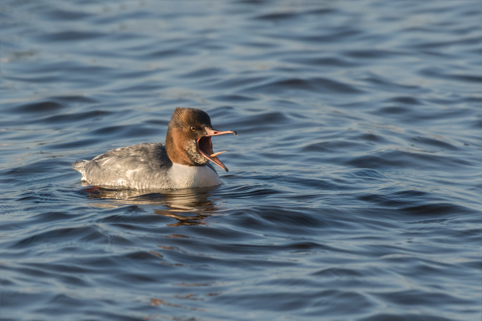 Gänsesäger (Mergus merganser)  