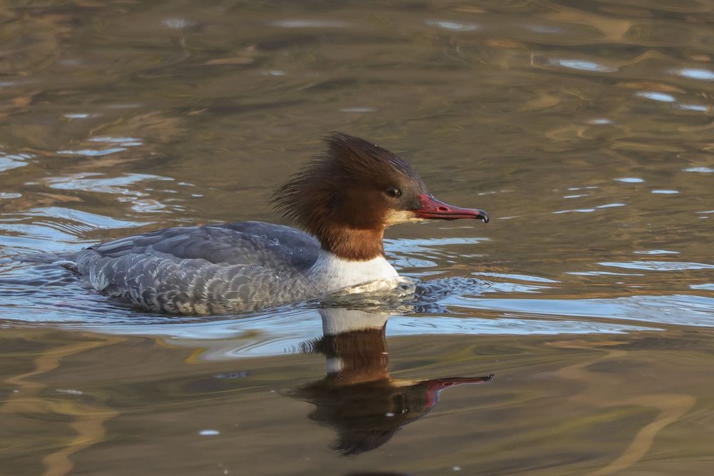 Gänsesäger (Mergus merganser)