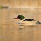 Gänsesäger (Mergus merganser)