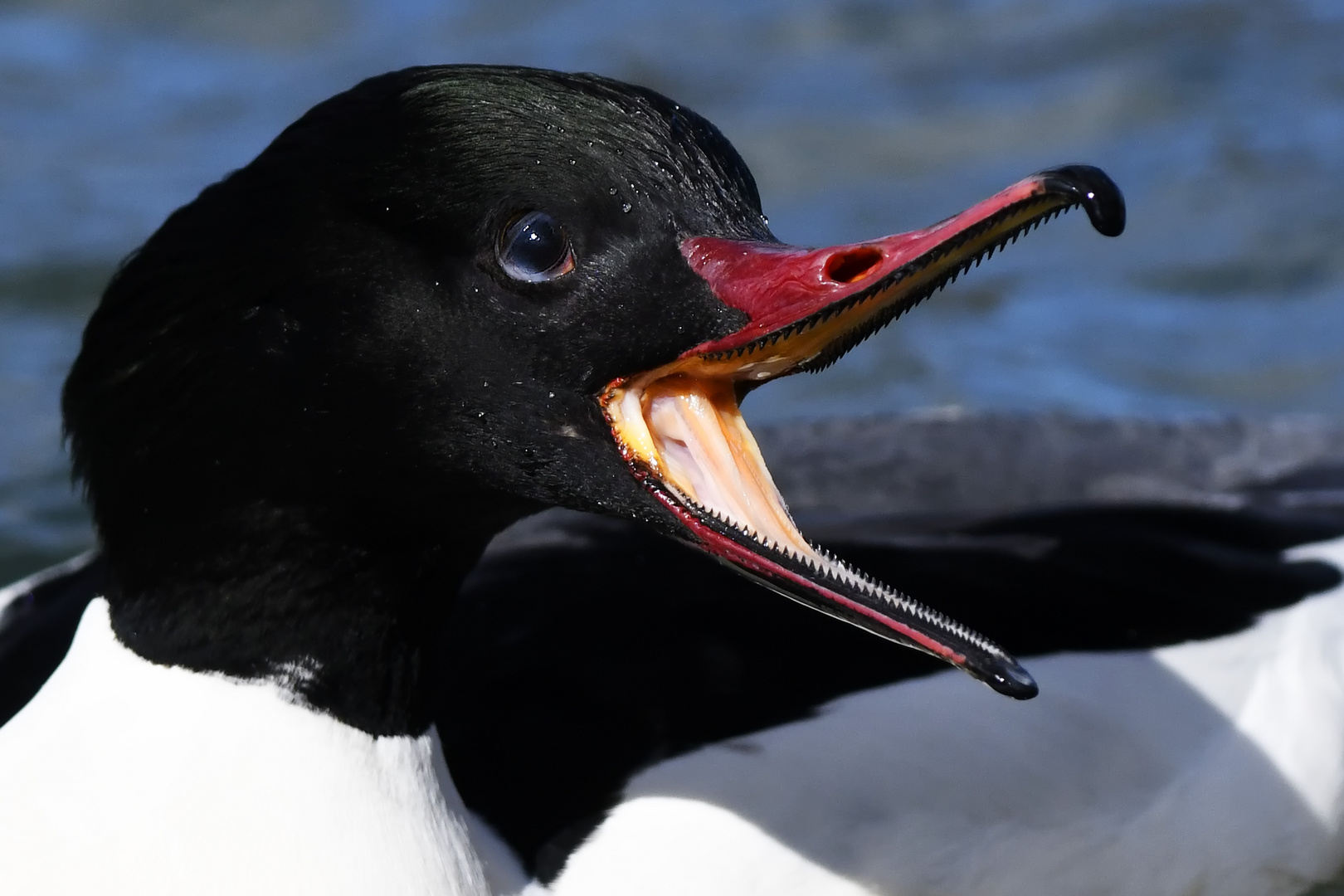 Gänsesäger ( Mergus merganser )