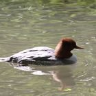 Gänsesäger (Mergus merganser)