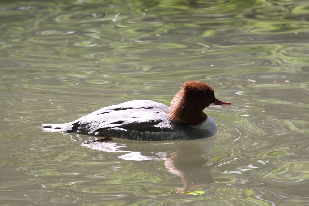 Gänsesäger (Mergus merganser)