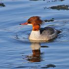 Gänsesäger (Mergus merganser)