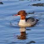 Gänsesäger (Mergus merganser)