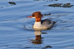 Gänsesäger (Mergus merganser)